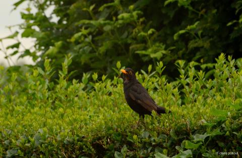 Quand le troène nourrit le Merle noir 