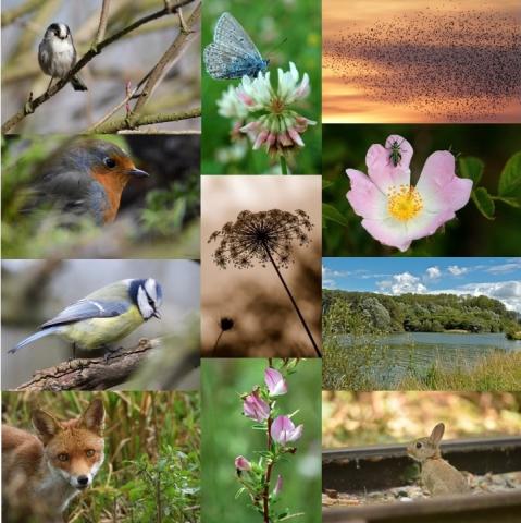 L’Atlas de la biodiversité communale de la MEL pour mieux comprendre et préserver la nature métropolitaine