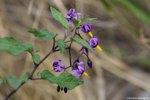 Nature partout, Nature chez vous : la Morelle douce-amère