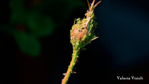 Nature partout, Nature chez vous : les pucerons
