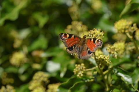 Le Paon-du-jour : ce papillon qui illumine l’automne 