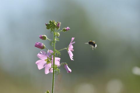 Nature partout, Nature chez vous : la pollinisation
