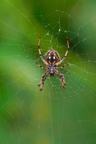 Dans les juMELles : septembre les araignées
