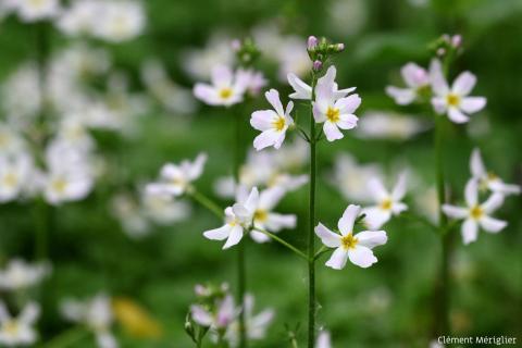 Nature partout, Nature chez vous : l’Hottonie des marais