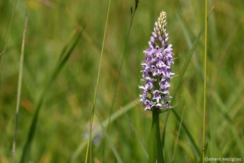 Nature partout, Nature chez vous : les prairies