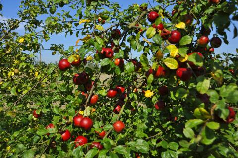 Novembre : c'est le moment  idéal pour planter les fruitiers !
