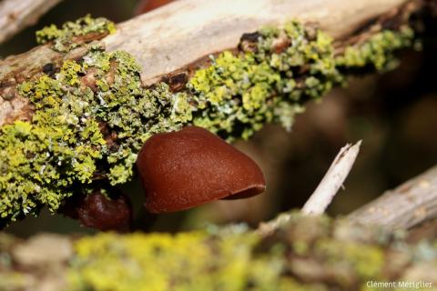 Nature partout, Nature chez vous : l’Oreille-de-Judas