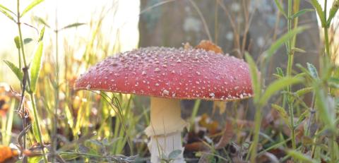 Jusqu'au 3 novembre, 12 nouvelles balades gratuites pour découvrir la faune et la flore métropolitaines