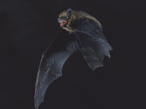 "Dans les juMELles" : août  2026 : la Chauve-souris