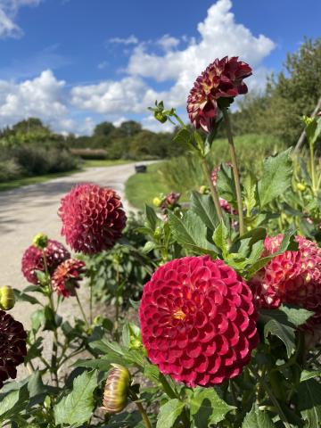 La plante vedette du moment : le dahlia à Mosaïc