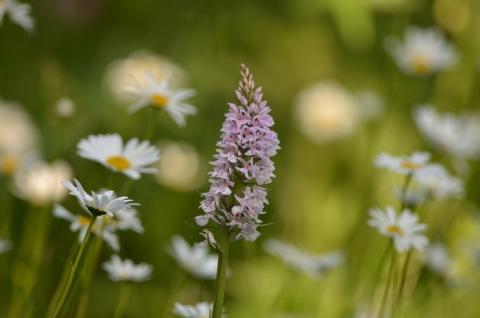 En juillet et août, savourez l’été à travers 22 balades naturalistes gratuites dans les Espaces Naturels métropolitains
