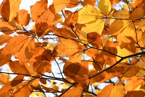 Nature partout, Nature chez vous : le Hêtre commun