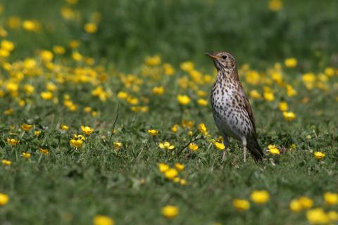 Partage d'expérience avec la nature : le chant de la Grive musicienne