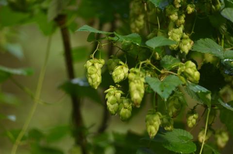 Nature partout, Nature chez vous : le Houblon sauvage