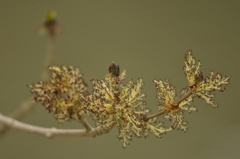 En avril, 16 balades gratuites pour découvrir le réveil de la nature dans les Espaces Naturels de la MEL 