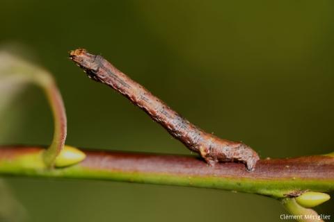 Nature partout, Nature chez vous : la Boarmie crépusculaire