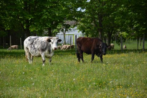 deux vaches et moutons
