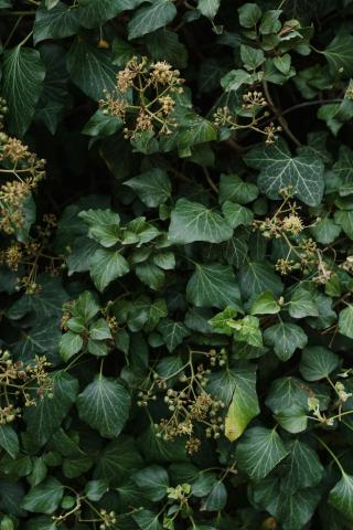 Partage d'expérience avec la nature : le lierre