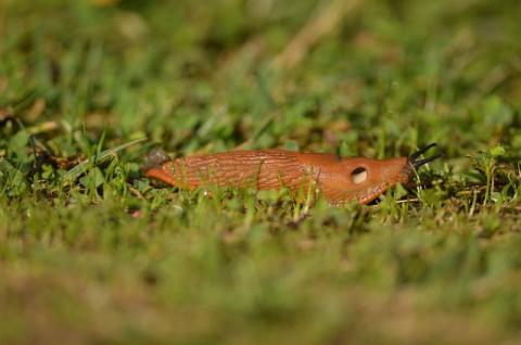 Nature partout, Nature chez vous : la Grande Loche