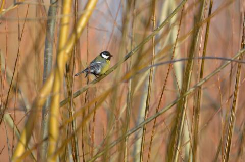 Quand nourrir les oiseaux?