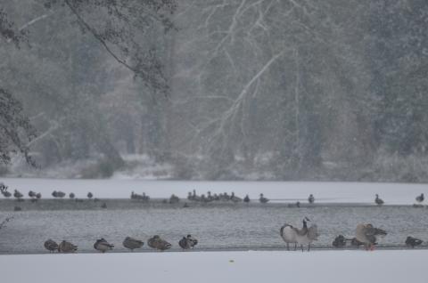 L’eau, une ressource vitale pour les petits animaux qui côtoient nos jardins pendant les gelées…