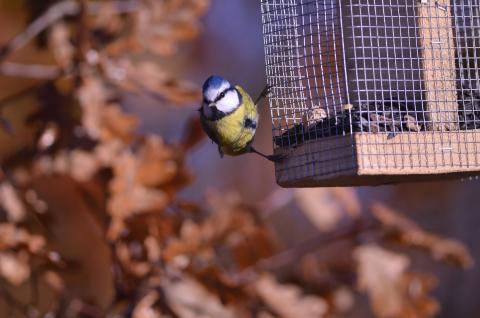 Prendre soin et nourrir les oiseaux en hiver 