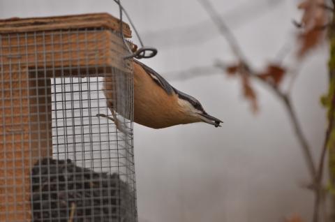 Nature partout, Nature chez vous : nourrir les oiseaux ?