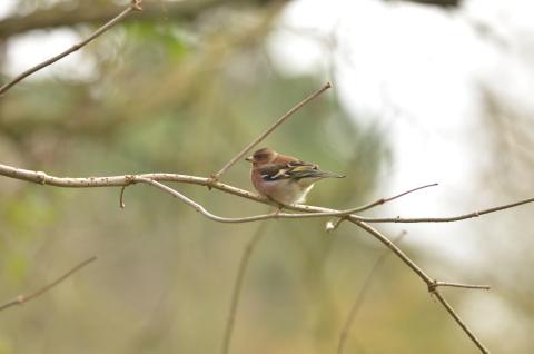 "Dans les juMElles" : Janvier 2026, le Pinson des arbres