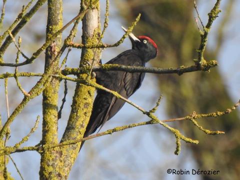 Le pic noir, un oiseau qui pourrait s’installer dans la Métropole 