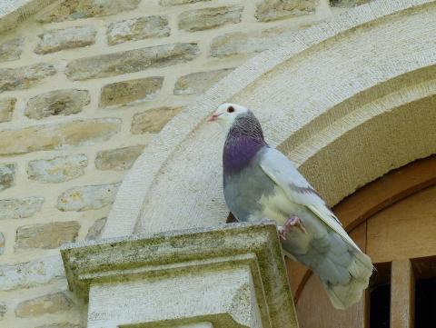 Le pigeon Manotte d'Artois