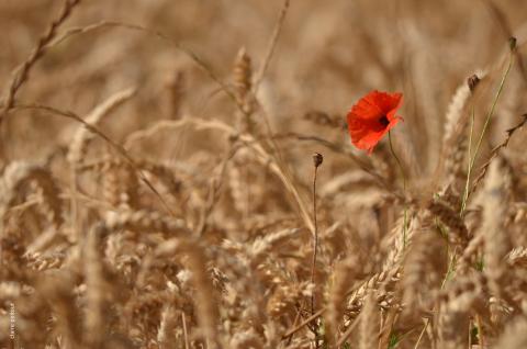 Nature partout, Nature chez vous : les plantes messicoles