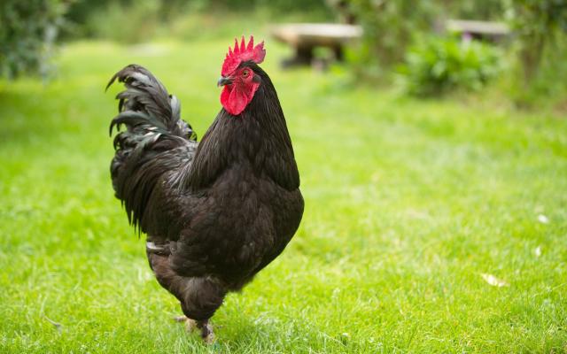 la poule d'estaires la poule d'estaires