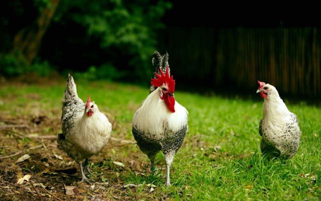 la poule d'hergnies la poule d'hergnies 2