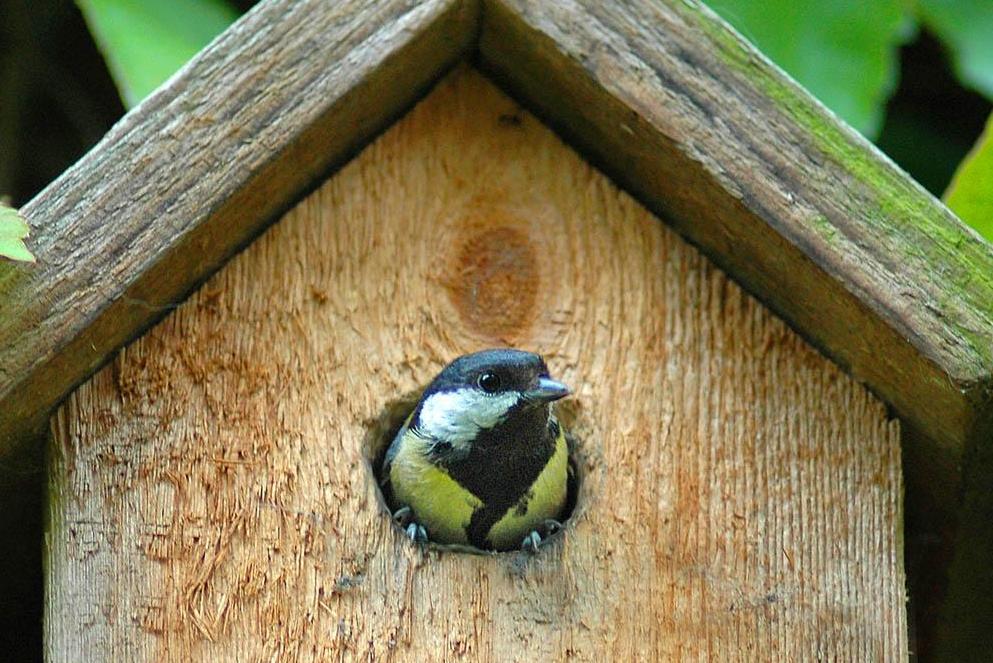 nourrir les oiseaux