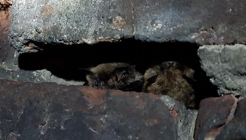 Chauves-souris en hibernation