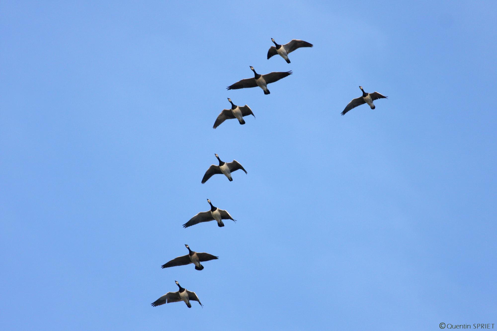 oiseaux migrateurs QS
