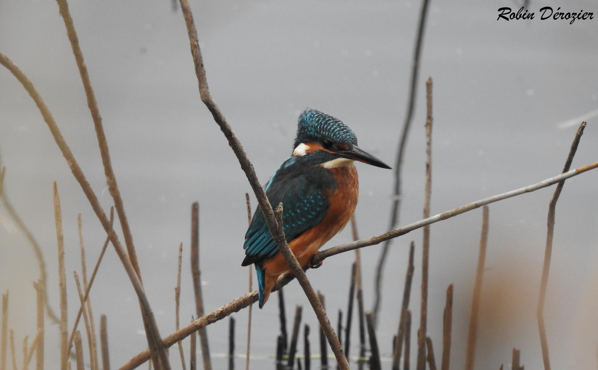 Le Martin pêcheur d'Europe