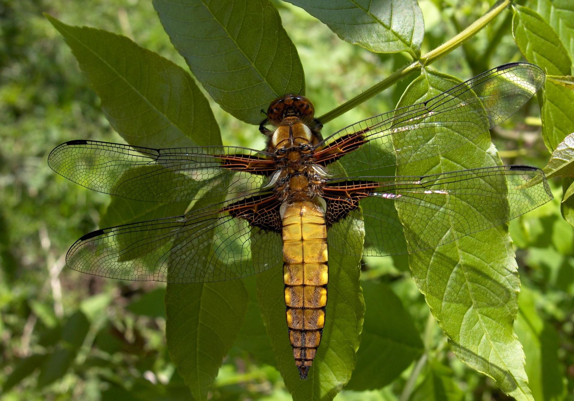 Libellule déprimée
