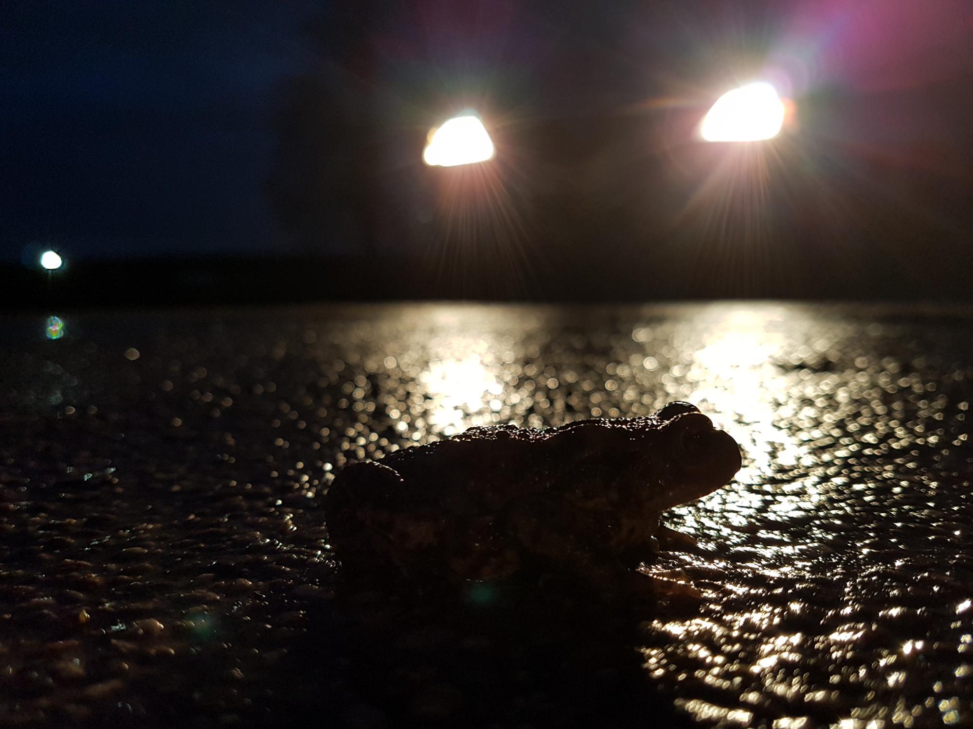 Crapaud commun en migration sur la route