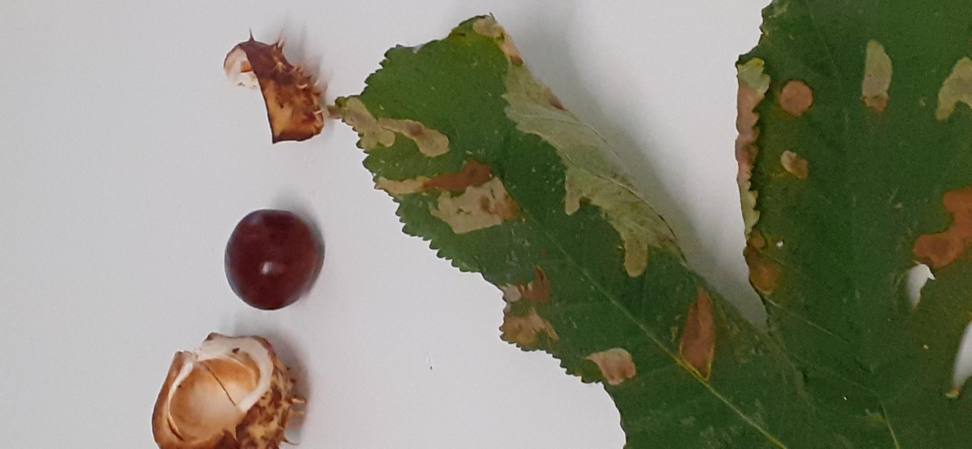marron et sa bogue