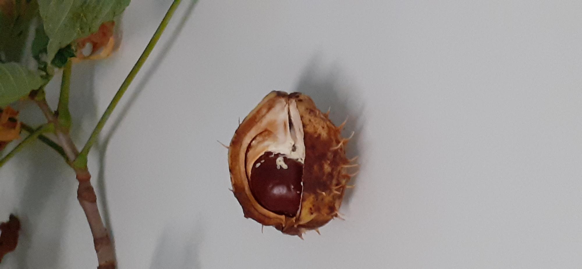 marron dans sa bogue