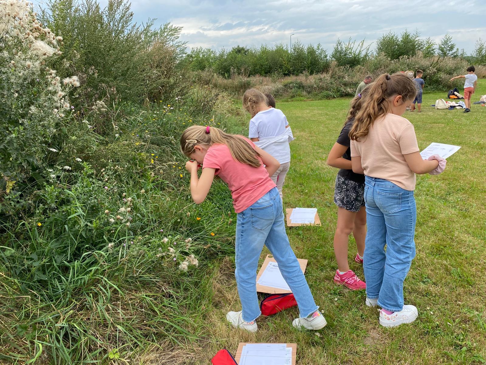 Observation sur l'espace de biodiversité à Wambrechies