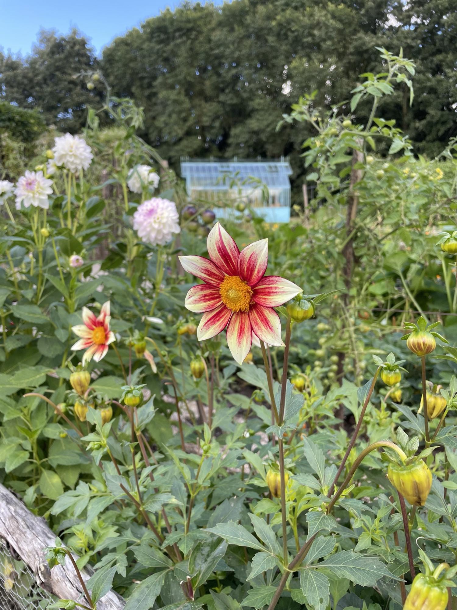 dahlia