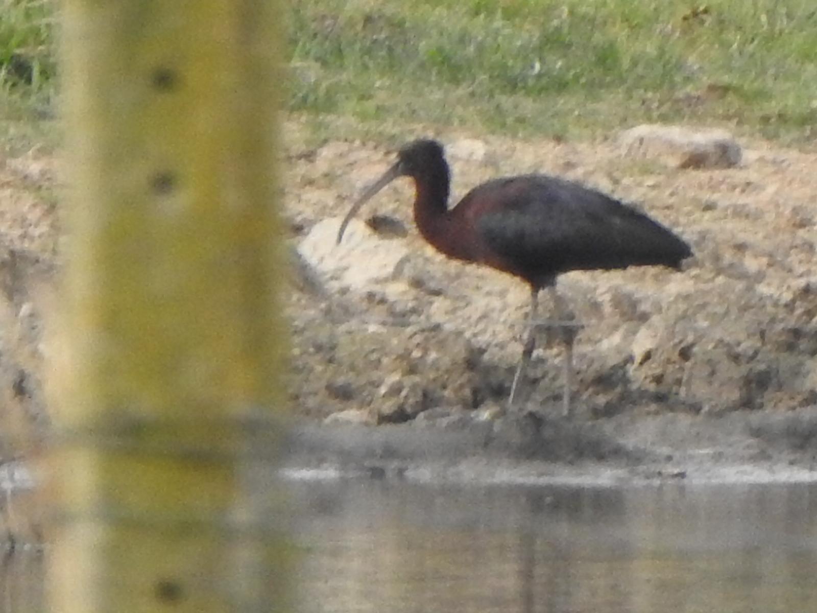 Un Ibis falcinelle