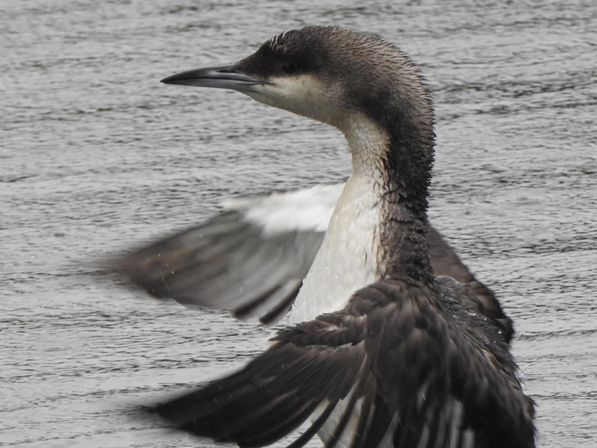 Plongeon arctique