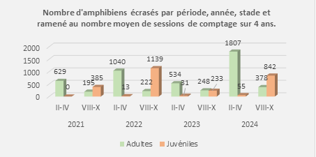 Figure 2_Nombre d’amphibiens écrasés par année, période (de février à avril et d’août à octobre) et stade (adulte ou juvénile), ramené au nombre moyen de sessions de comptage par période sur 4 ans.  NB : les amphibiens dont le stade était « indéterminé » ne sont pas comptabilisés dans ces résultats.