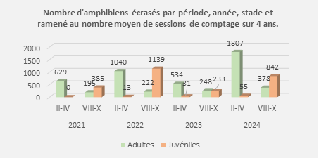 Figure 2_Nombre d’amphibiens écrasés par année, période (de février à avril et d’août à octobre) et stade (adulte ou juvénile), ramené au nombre moyen de sessions de comptage par période sur 4 ans. NB : les amphibiens dont le stade était « indéterminé » ne sont pas comptabilisés dans ces résultats.