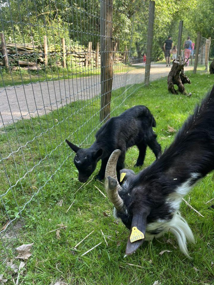 bébé chevraux au Musée de Plein Air