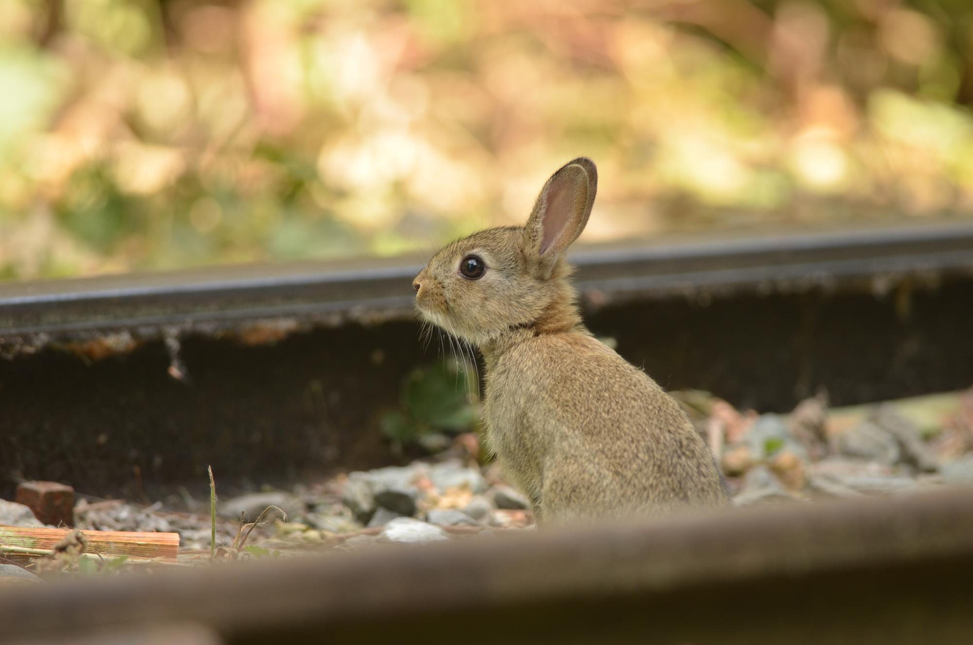 Lapin de garenne