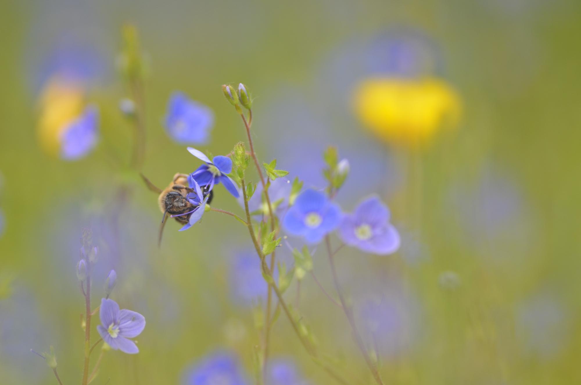 Abeille domestique